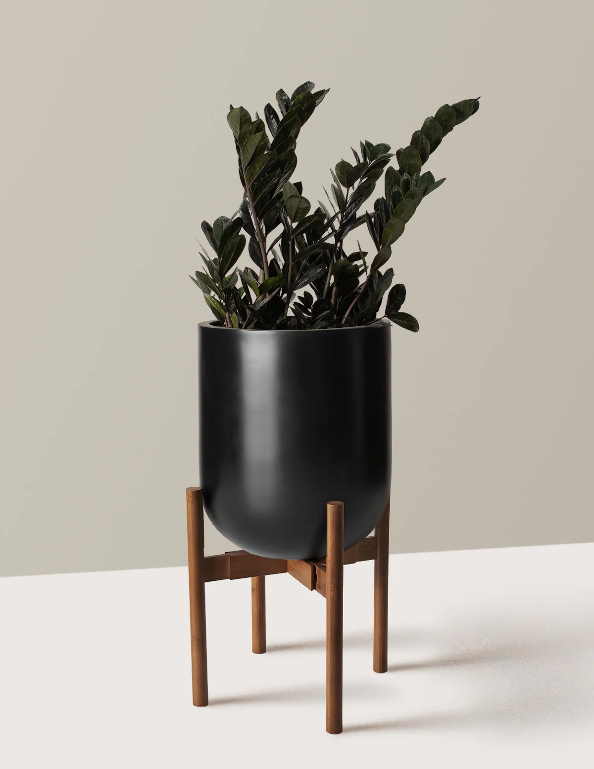 Black ZZ Plant - Image 25