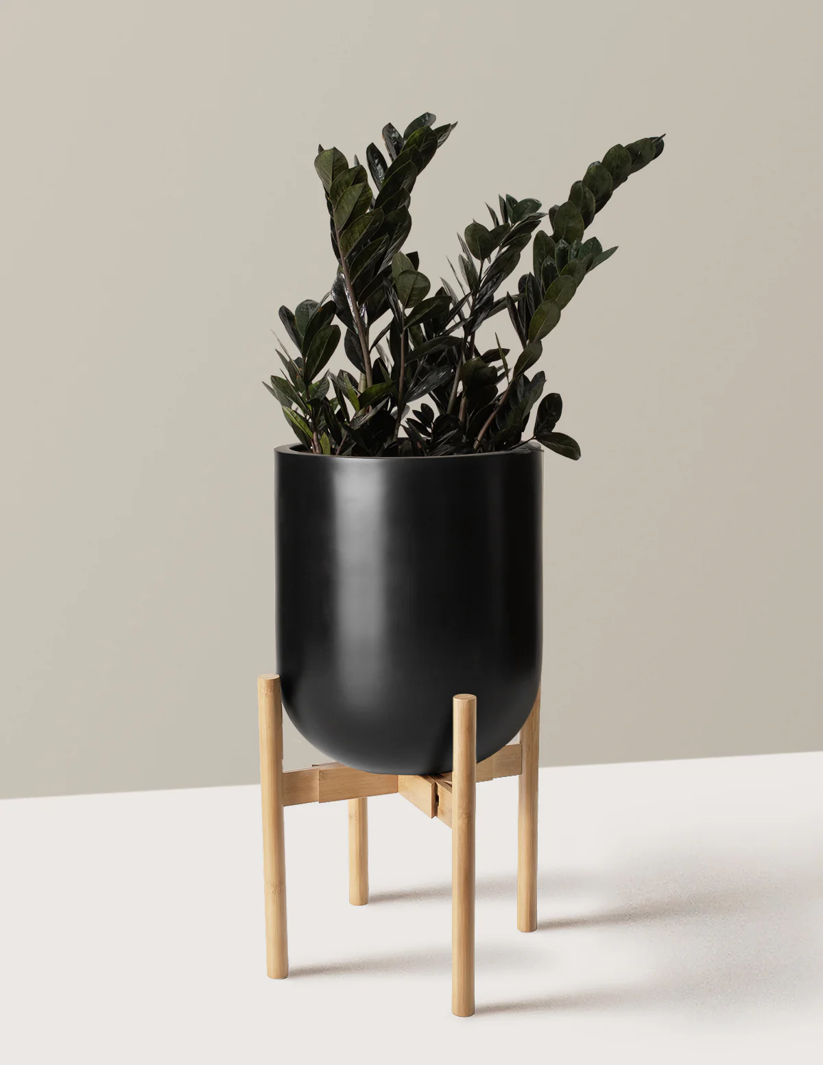 Black ZZ Plant - Image 26