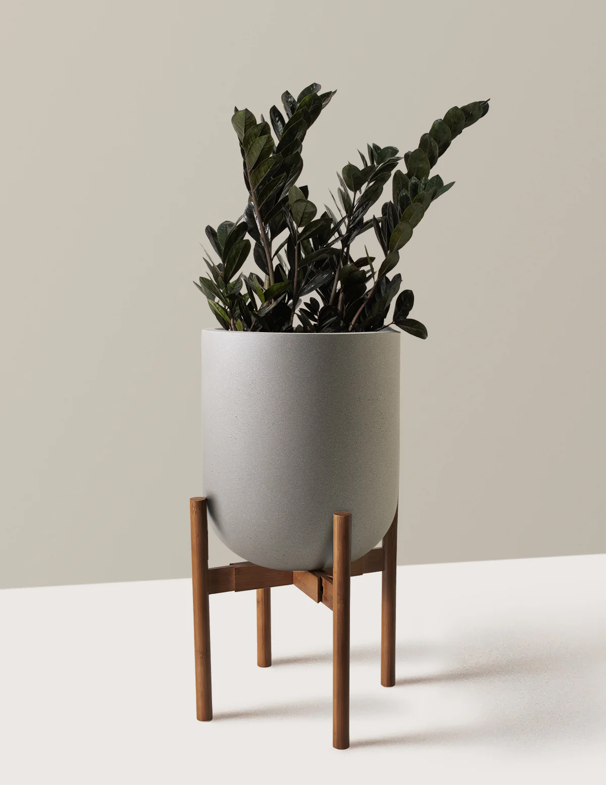 Black ZZ Plant - Image 27