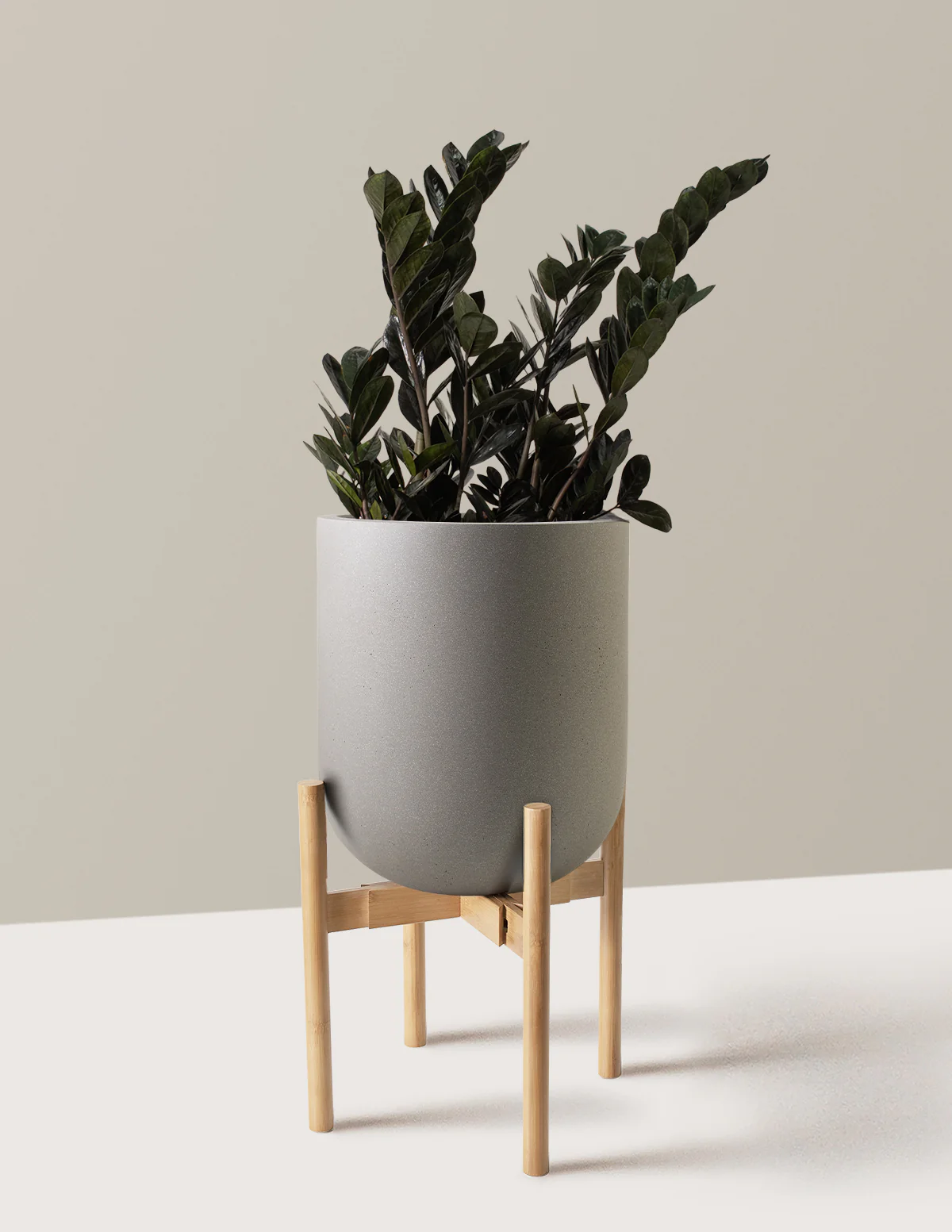 Black ZZ Plant - Image 28