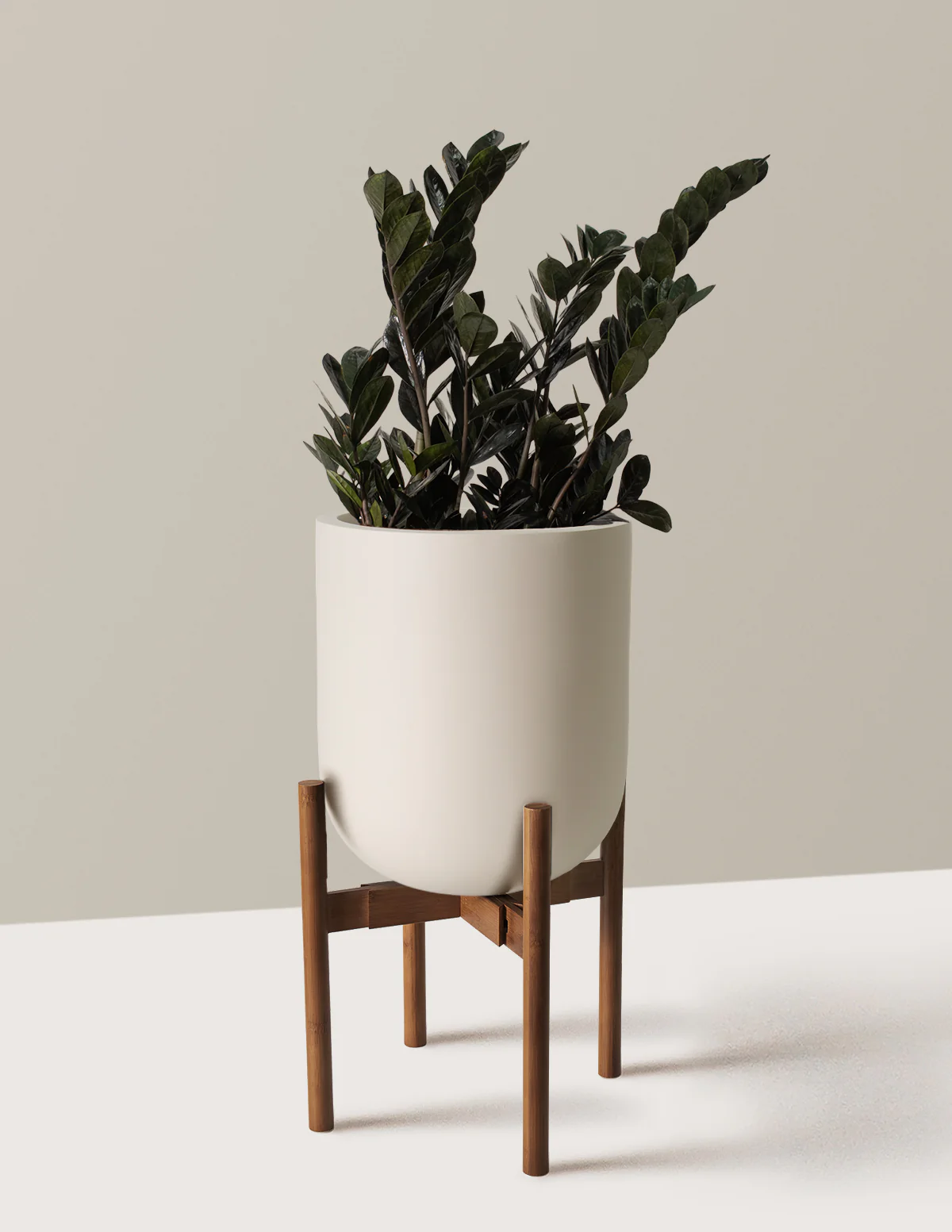 Black ZZ Plant - Image 29