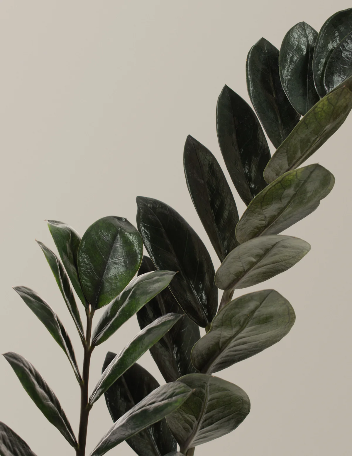 Black ZZ Plant - Image 3