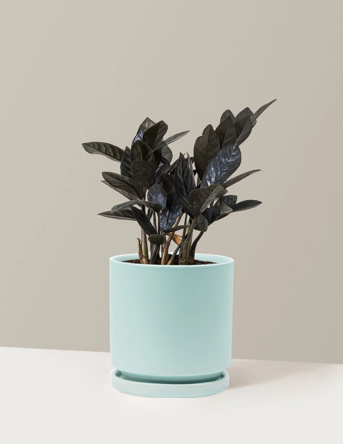 Black ZZ Plant - Image 31