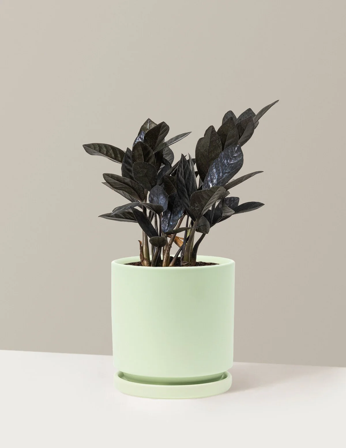 Black ZZ Plant - Image 32