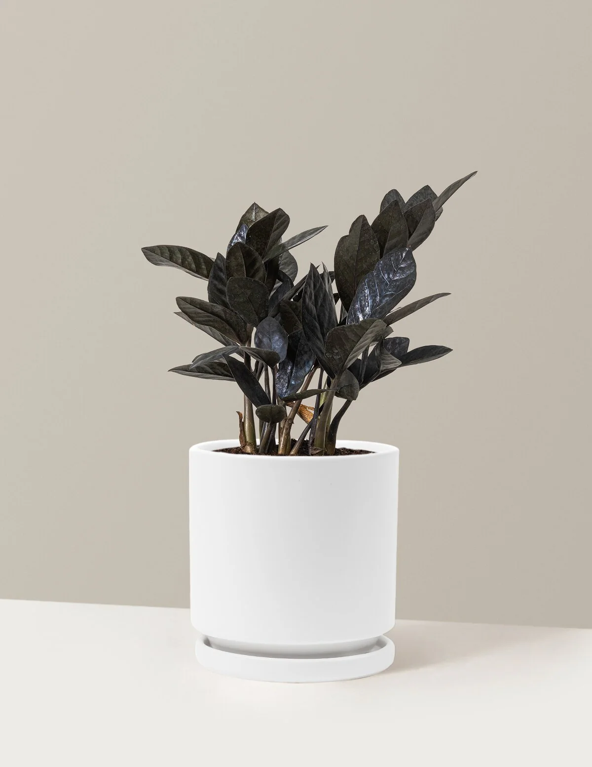 Black ZZ Plant - Image 33