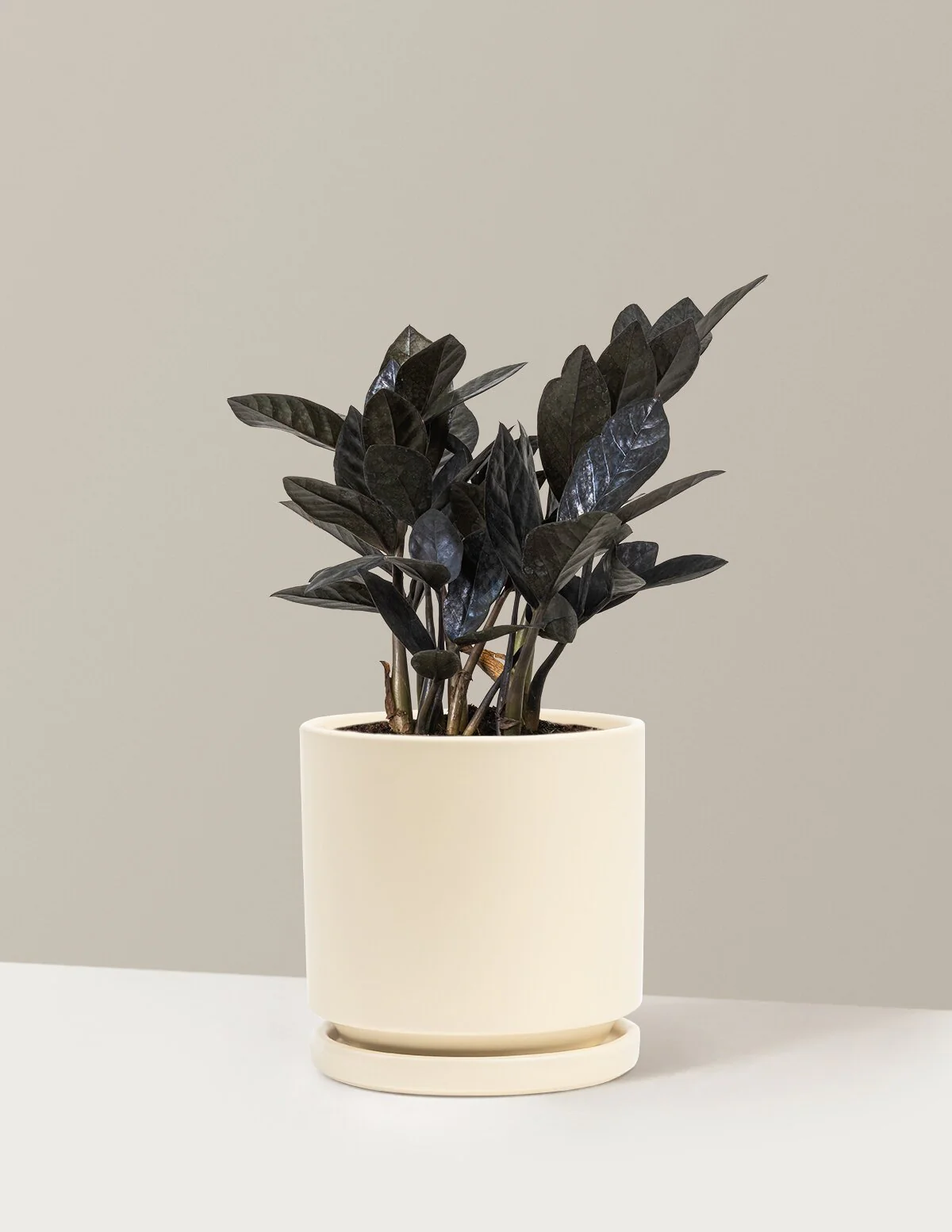 Black ZZ Plant - Image 34