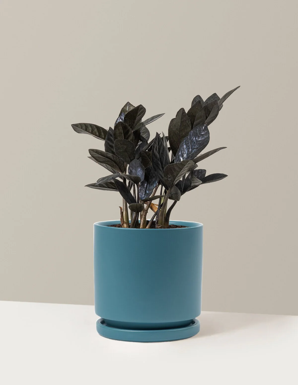 Black ZZ Plant - Image 35