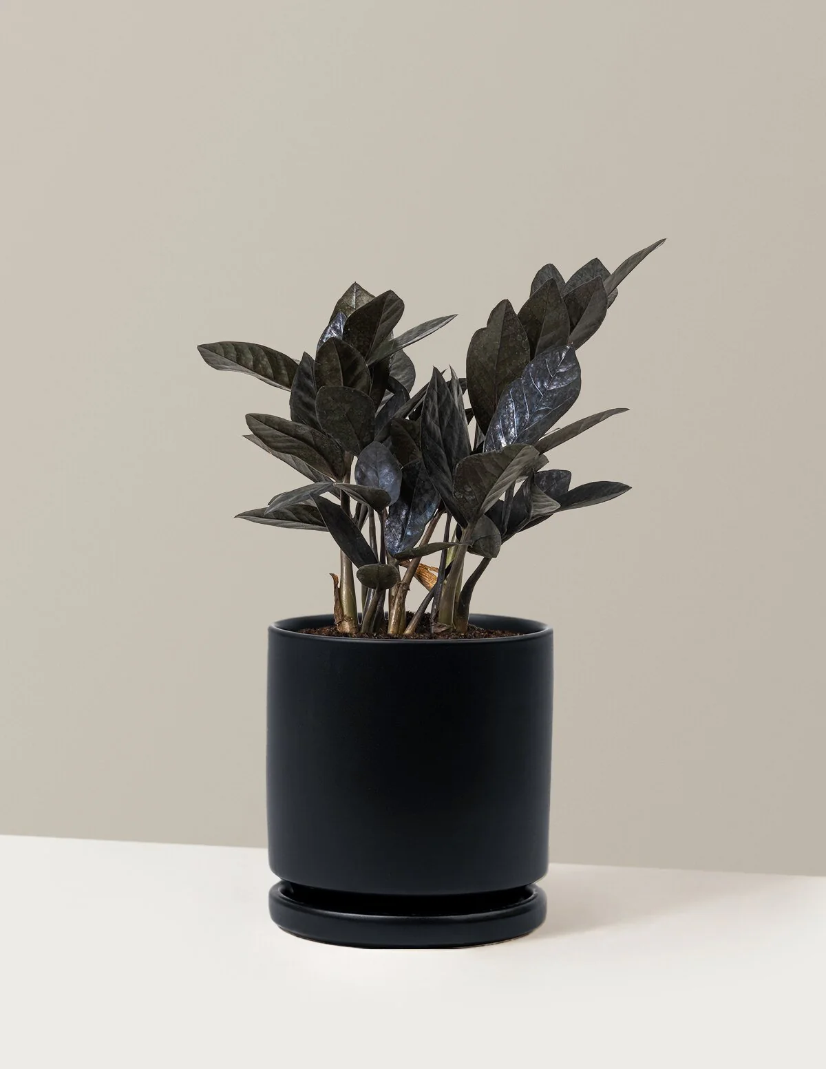 Black ZZ Plant - Image 36