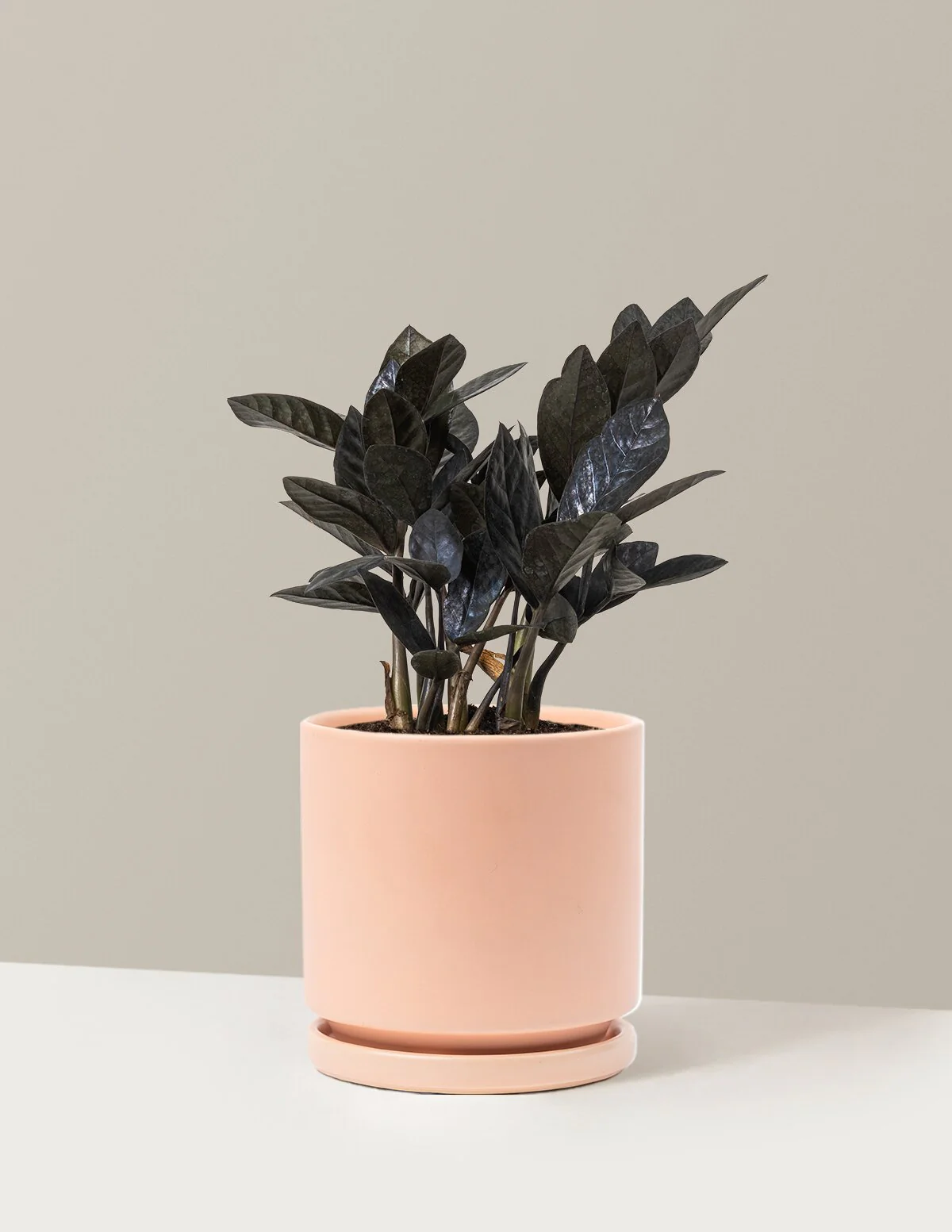 Black ZZ Plant - Image 37