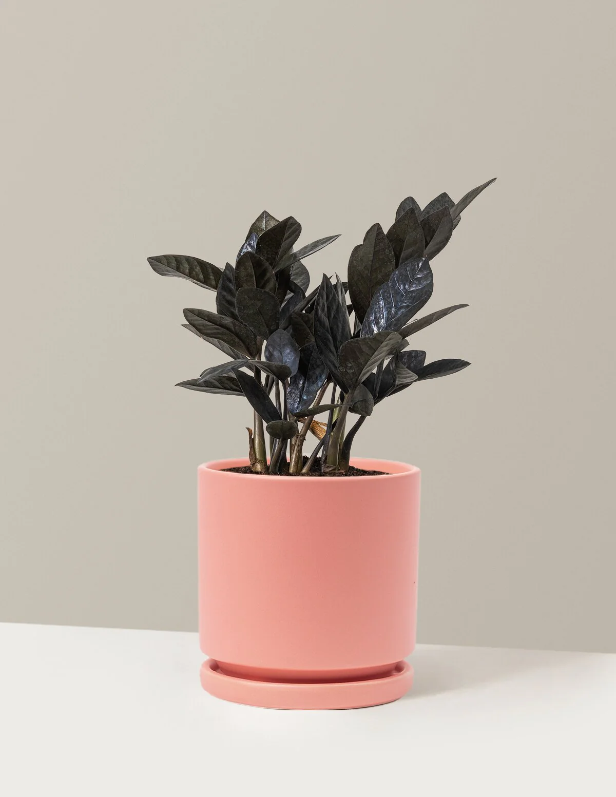 Black ZZ Plant - Image 38