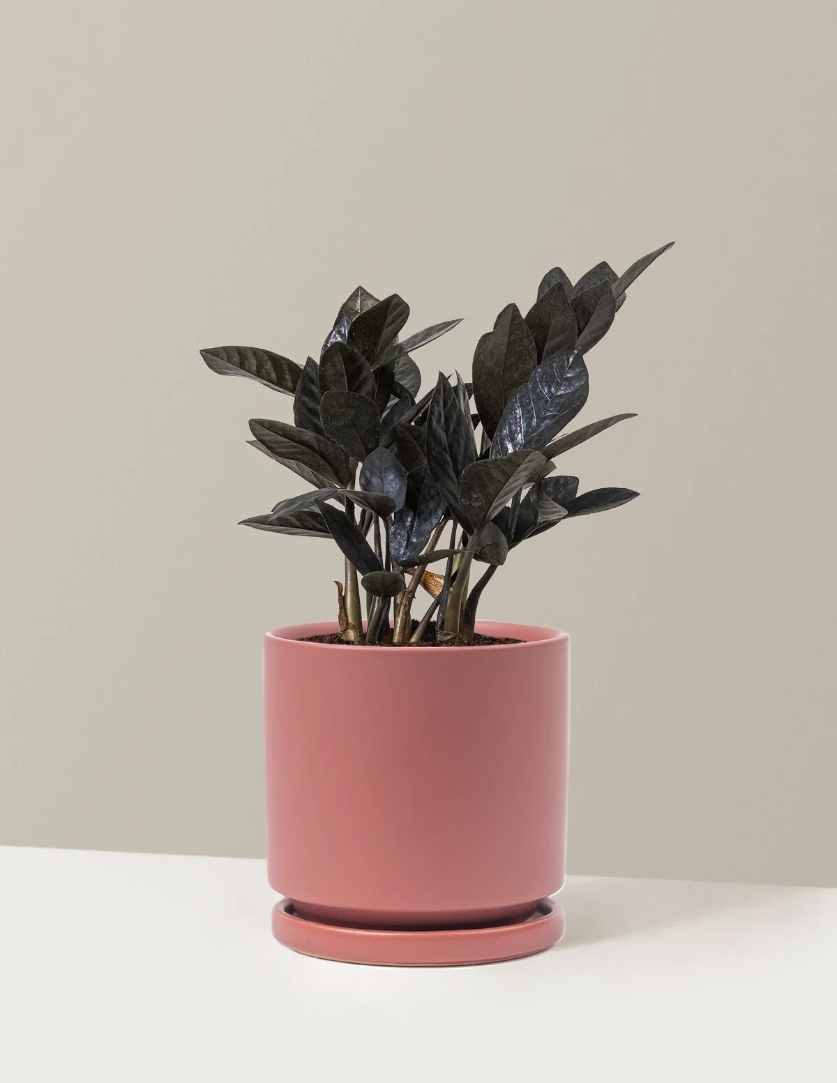 Black ZZ Plant - Image 39