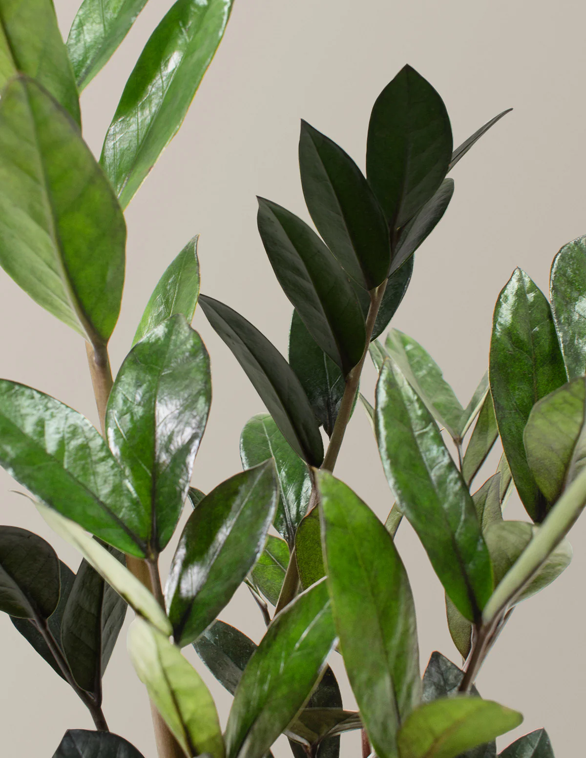 Black ZZ Plant - Image 4