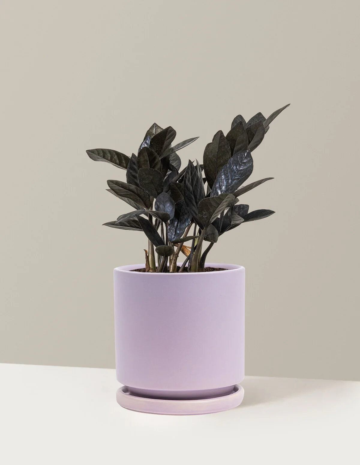 Black ZZ Plant - Image 40