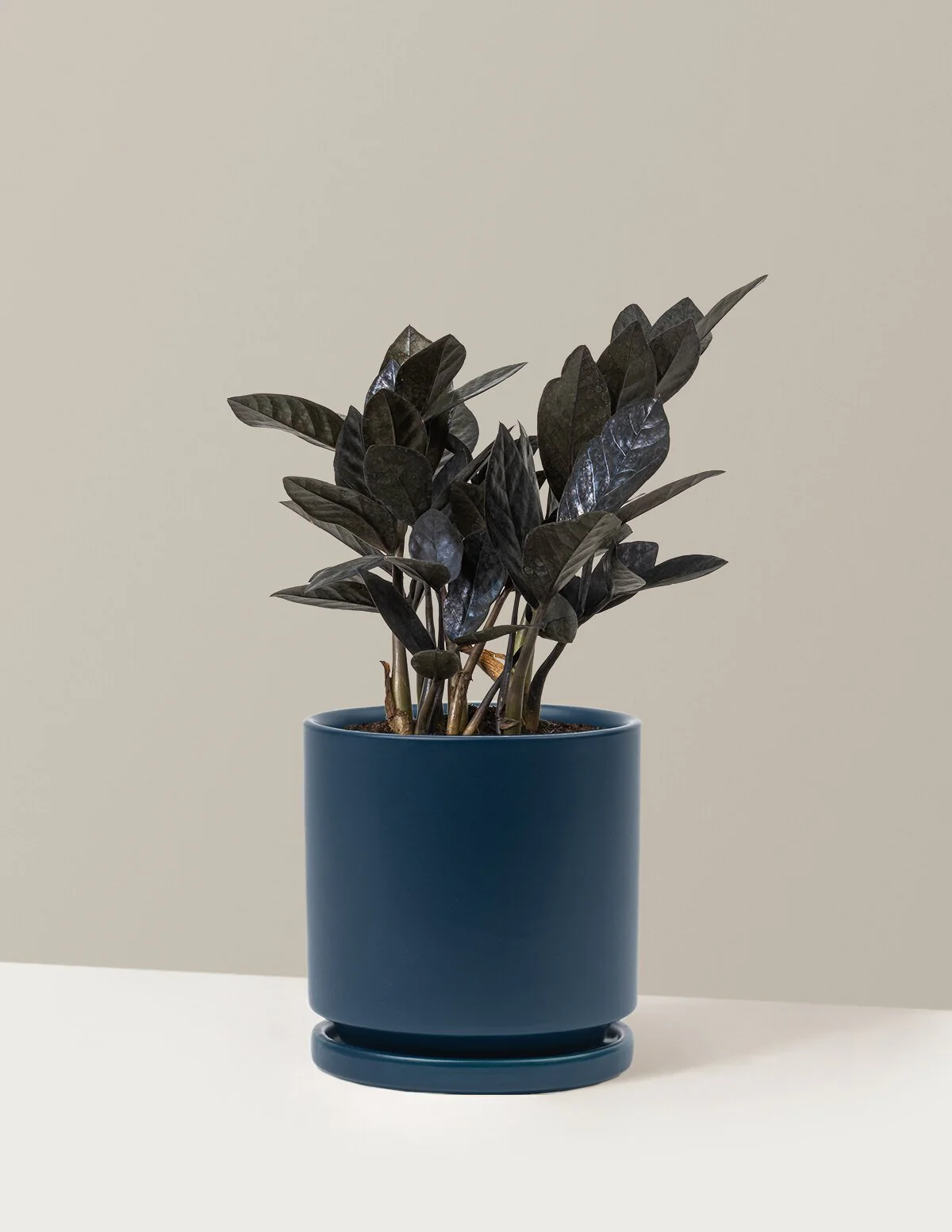 Black ZZ Plant - Image 41
