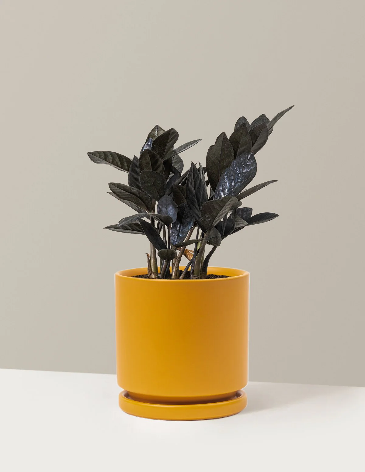 Black ZZ Plant - Image 42