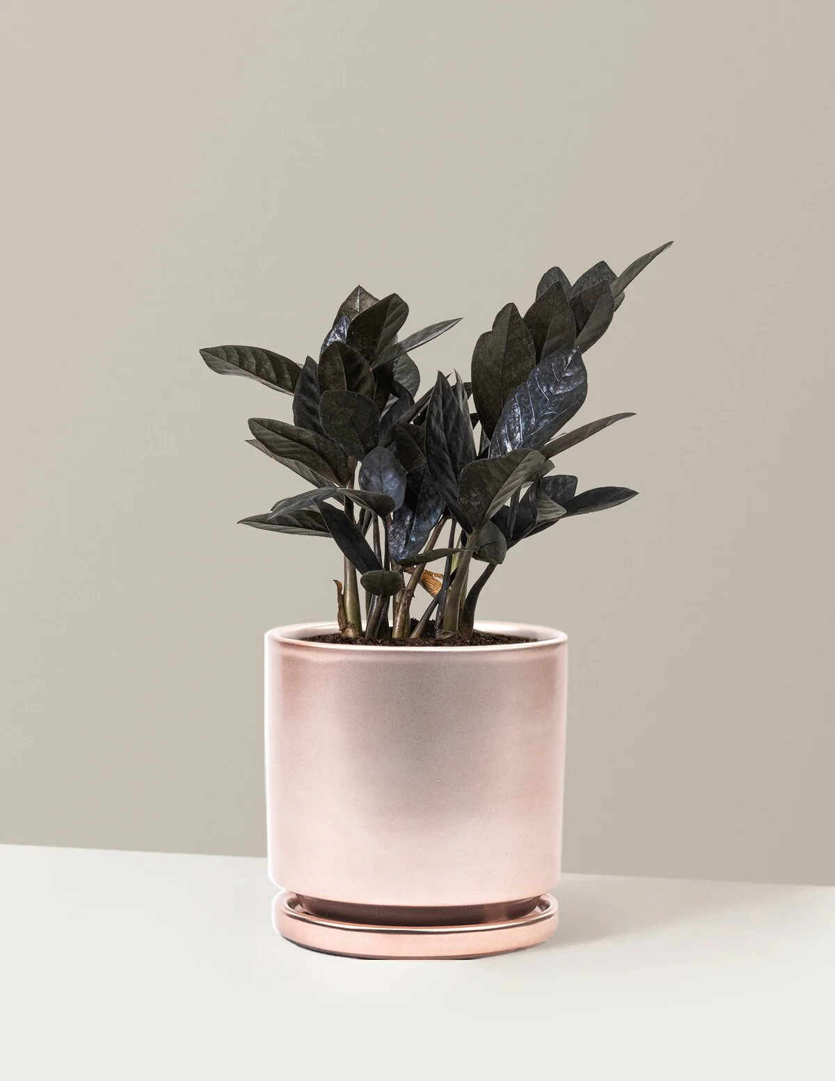 Black ZZ Plant - Image 43