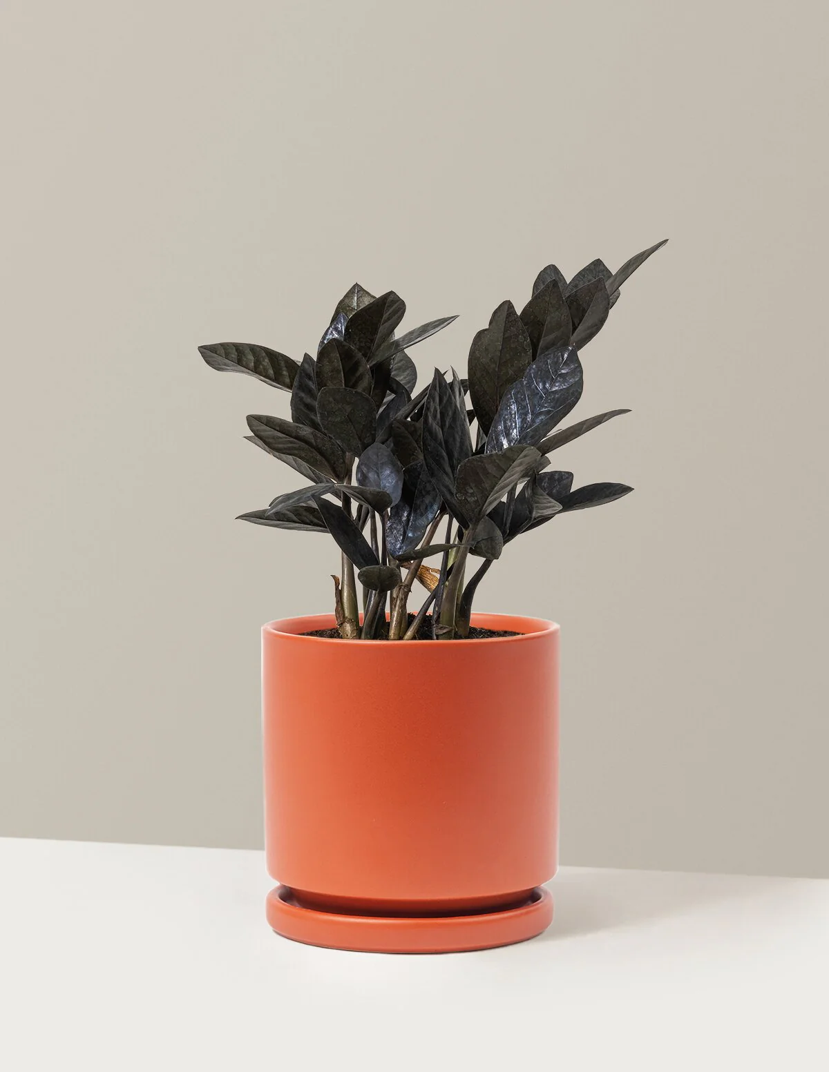 Black ZZ Plant - Image 44