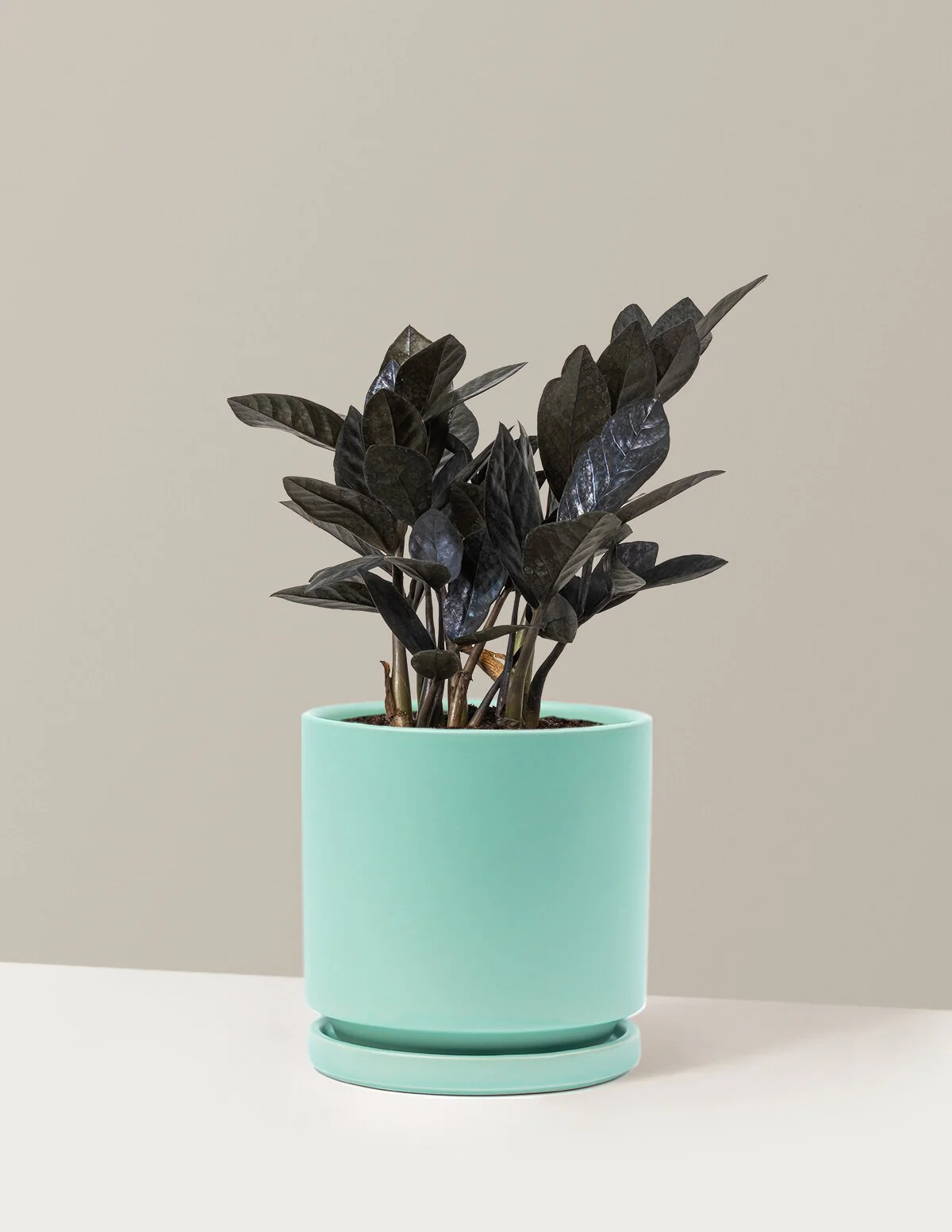 Black ZZ Plant - Image 45