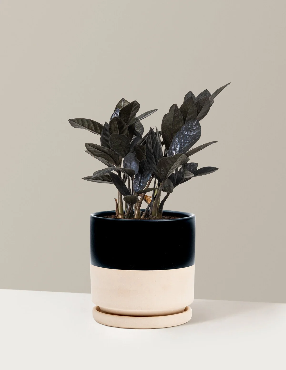 Black ZZ Plant - Image 46
