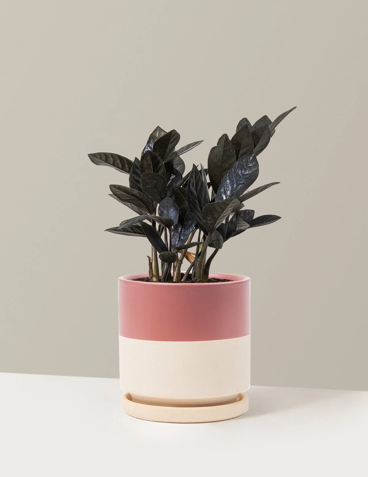 Black ZZ Plant - Image 47