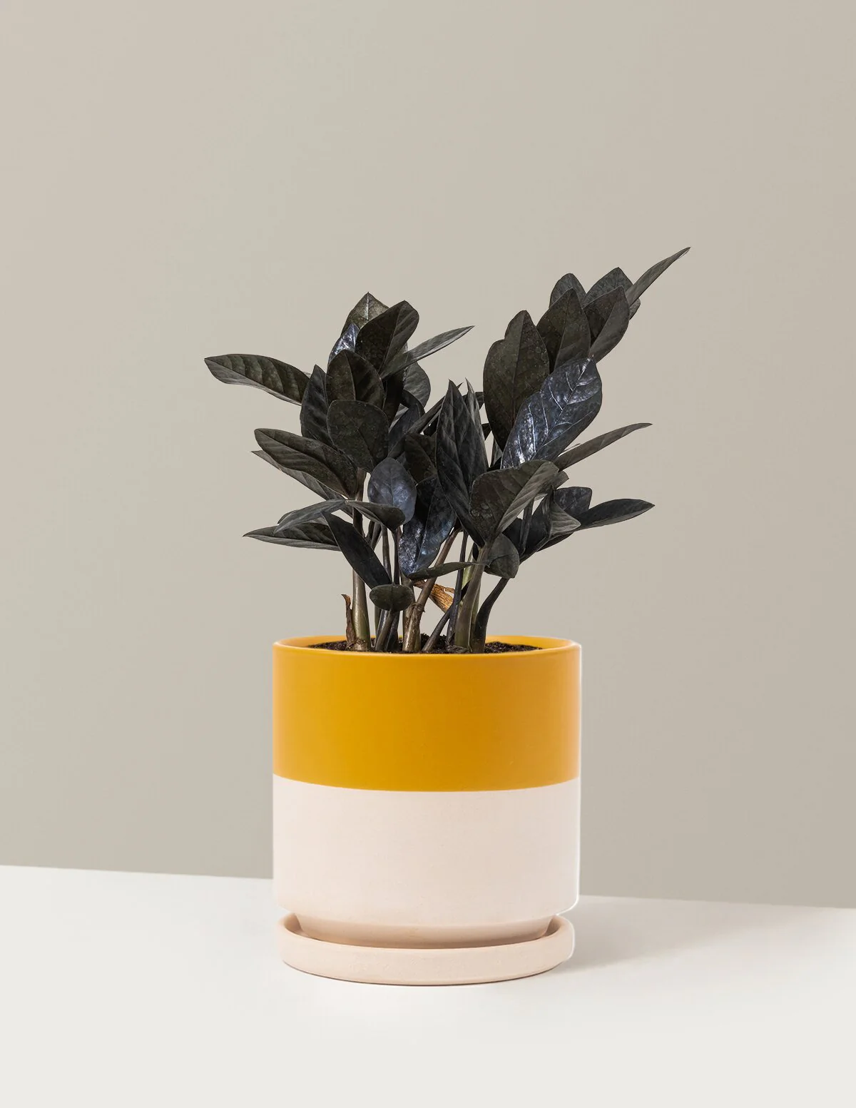 Black ZZ Plant - Image 48
