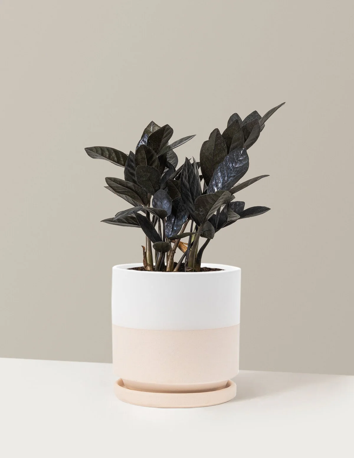 Black ZZ Plant - Image 49