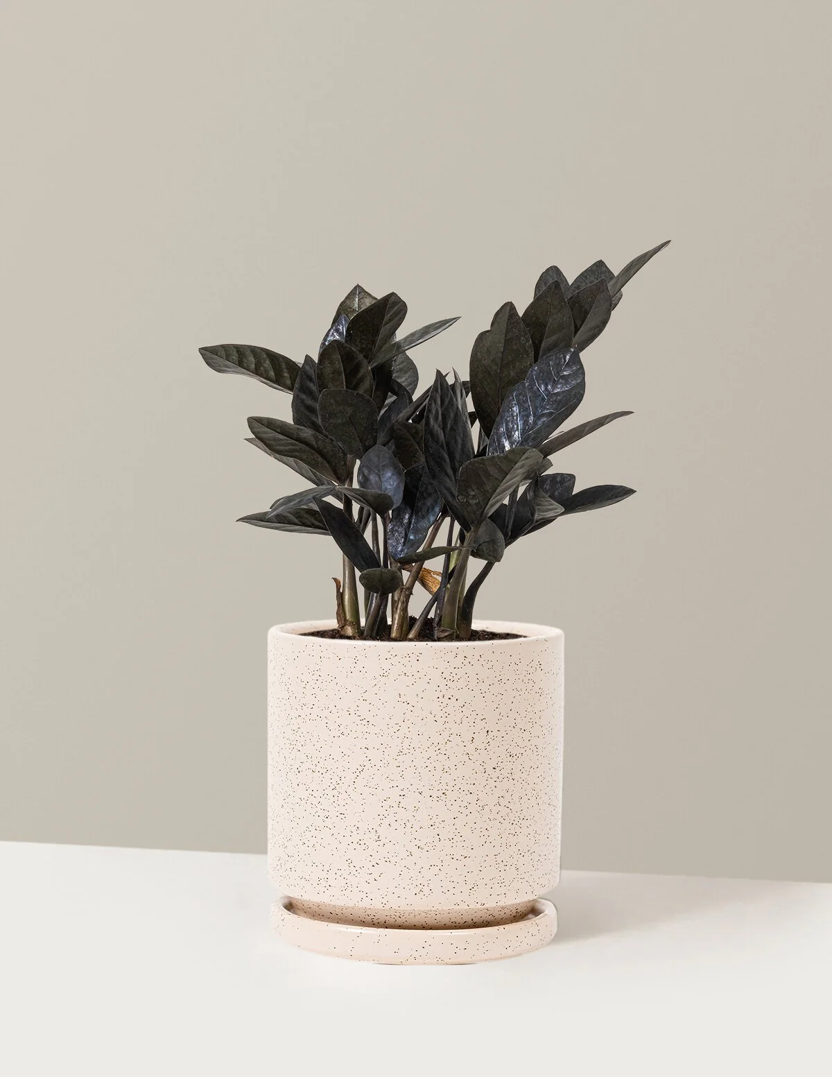 Black ZZ Plant - Image 50