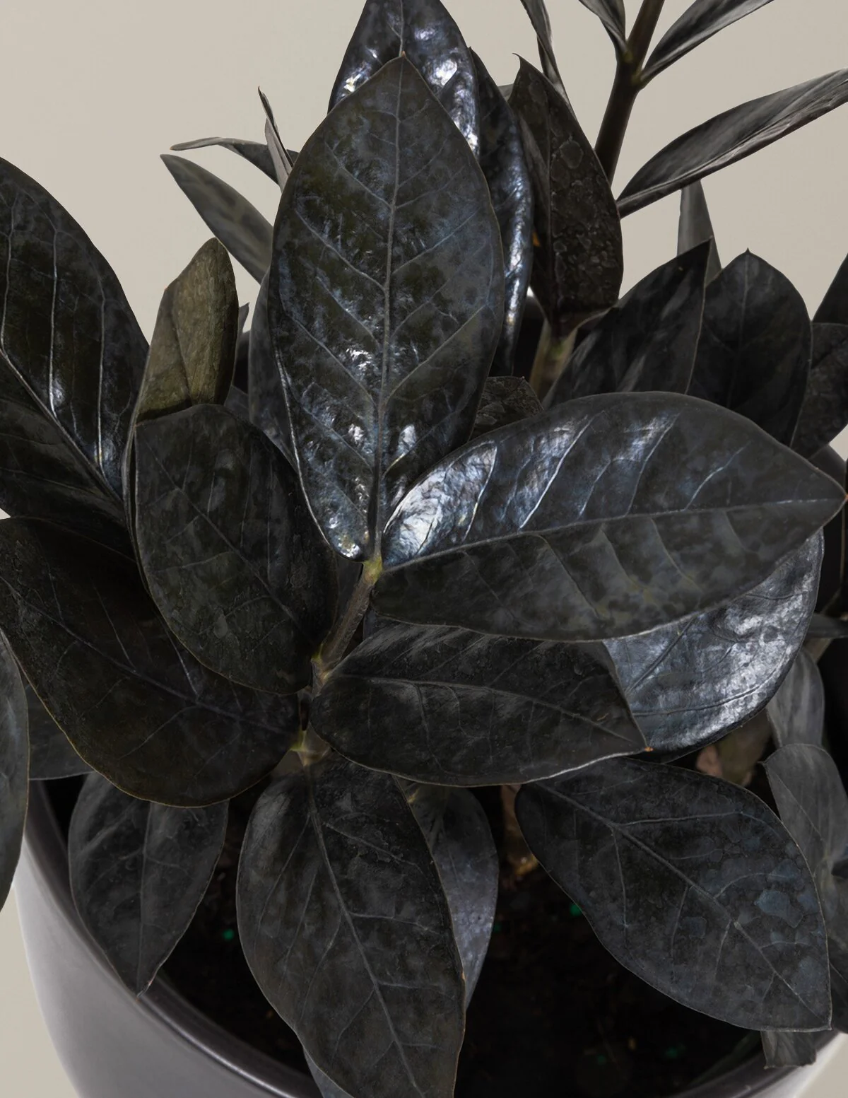 Black ZZ Plant - Image 51
