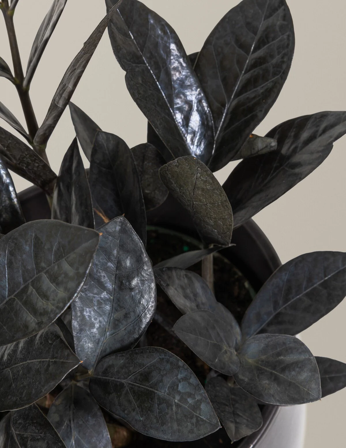 Black ZZ Plant - Image 52
