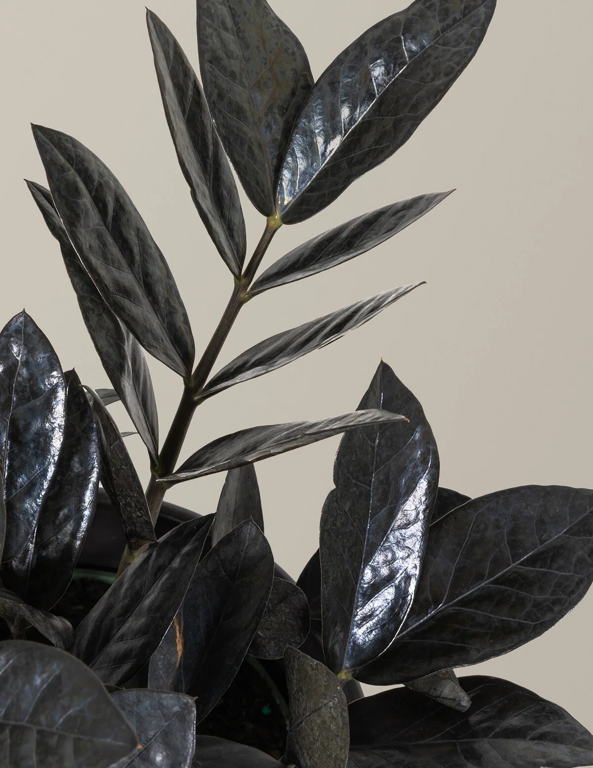 Black ZZ Plant - Image 53
