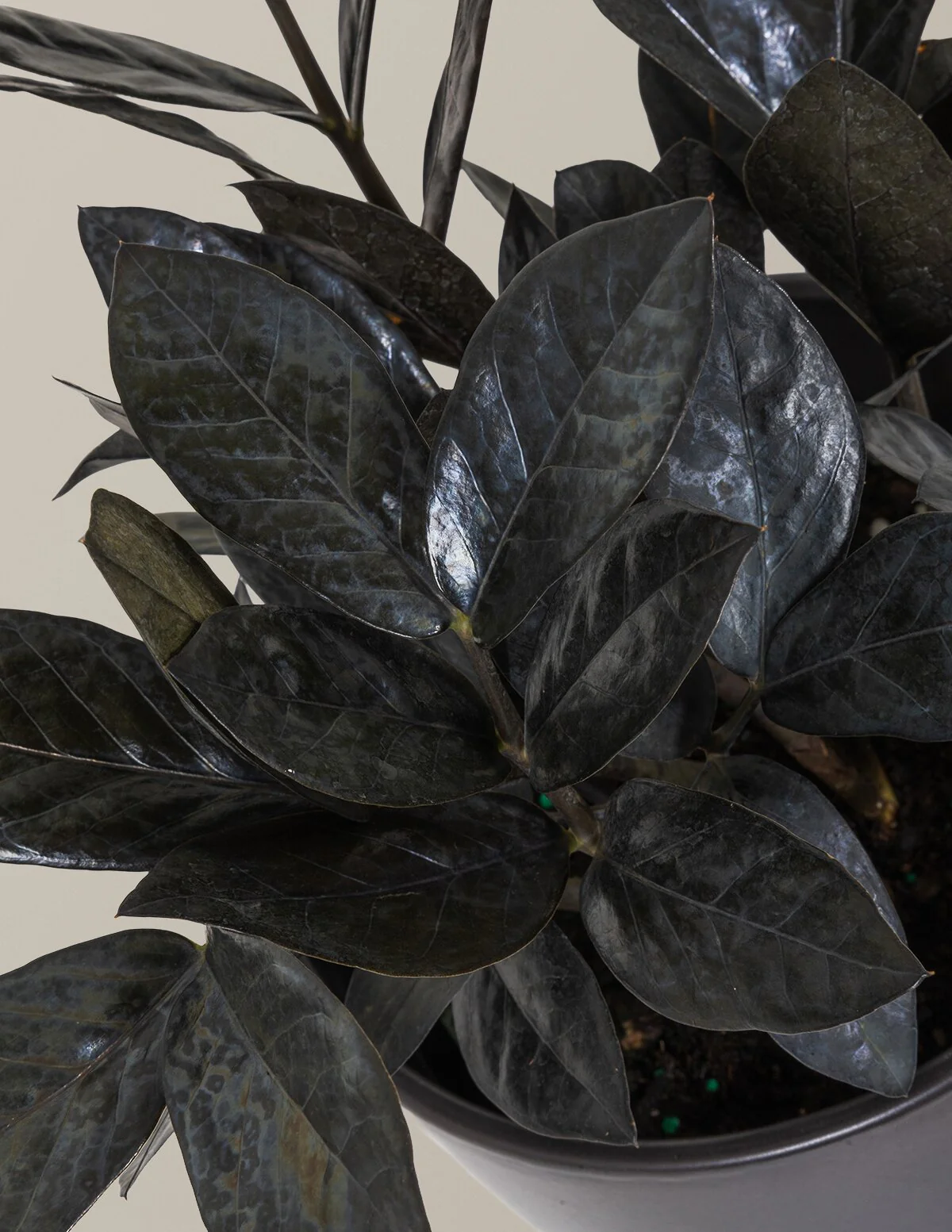 Black ZZ Plant - Image 54