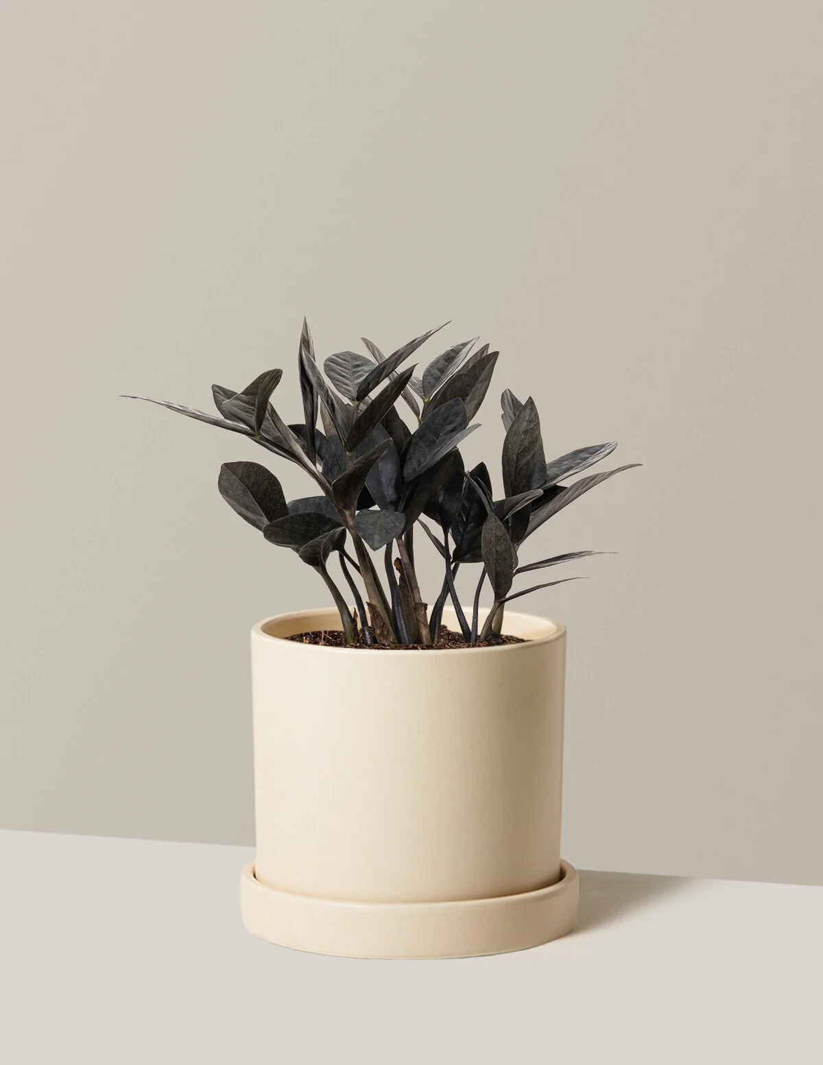 Black ZZ Plant - Image 55