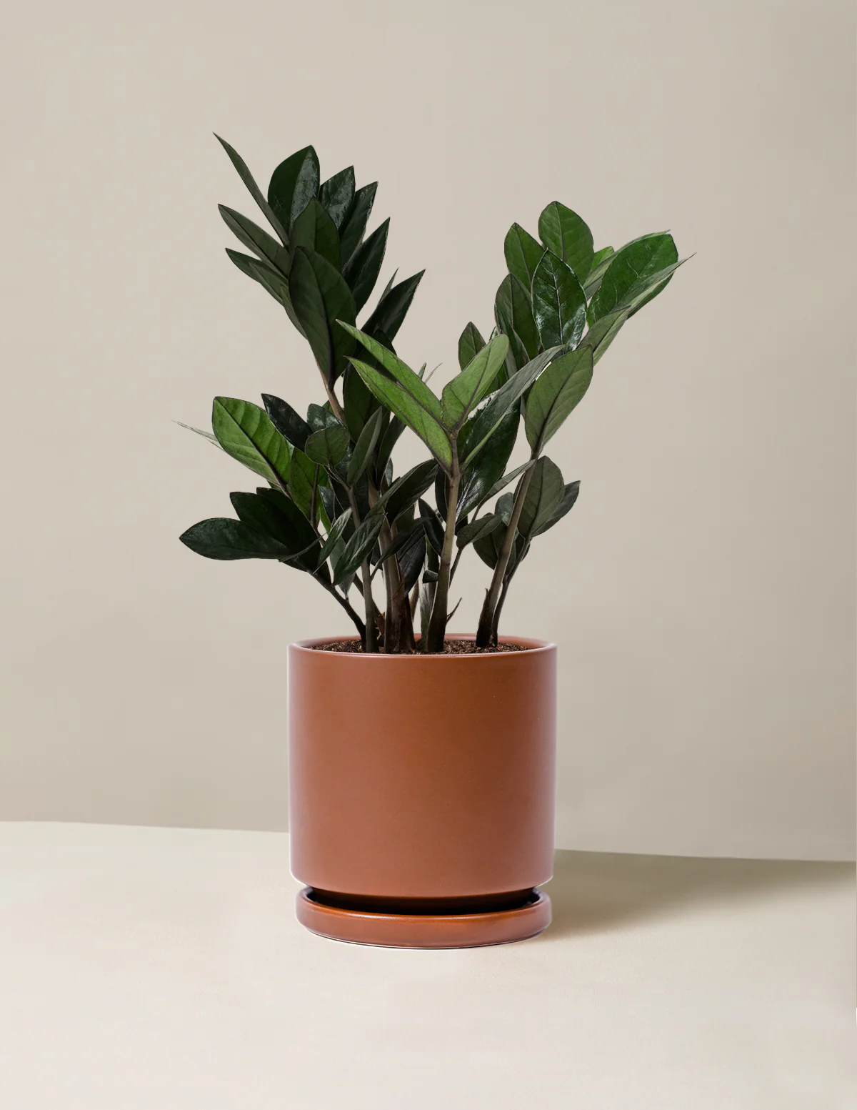 Black ZZ Plant - Image 56
