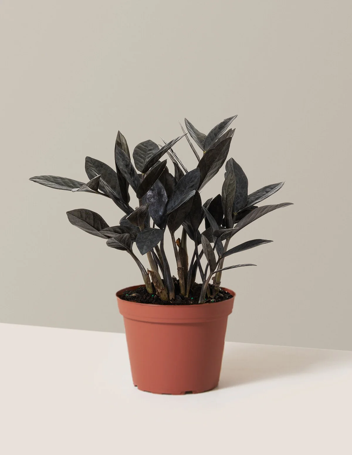 Black ZZ Plant - Image 57