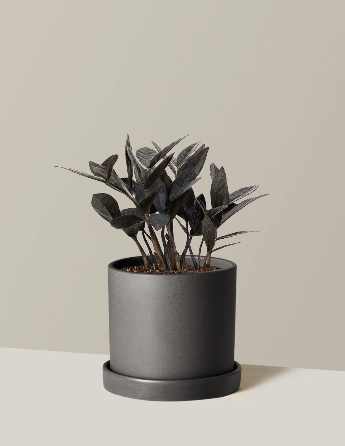 Black ZZ Plant - Image 58