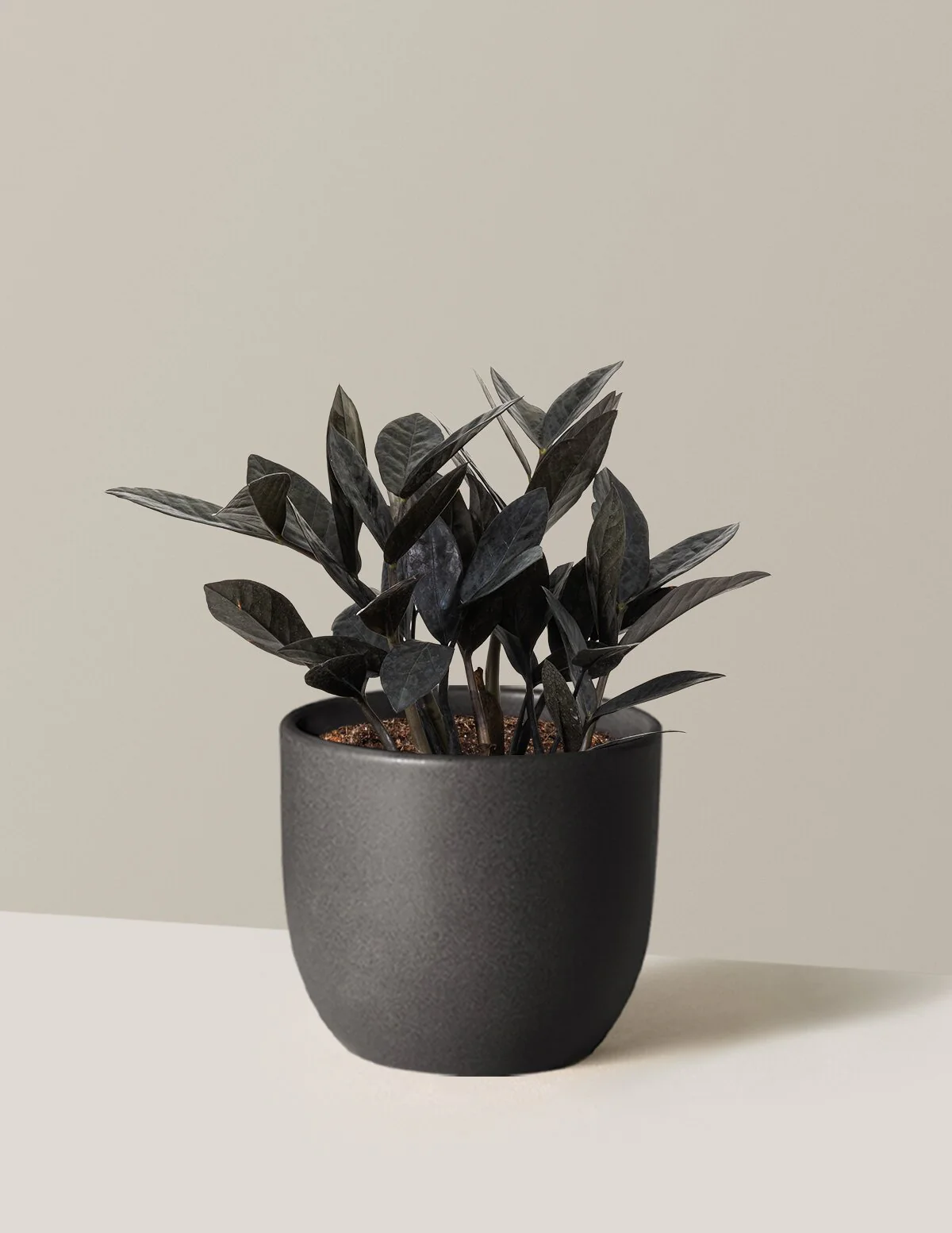 Black ZZ Plant - Image 59