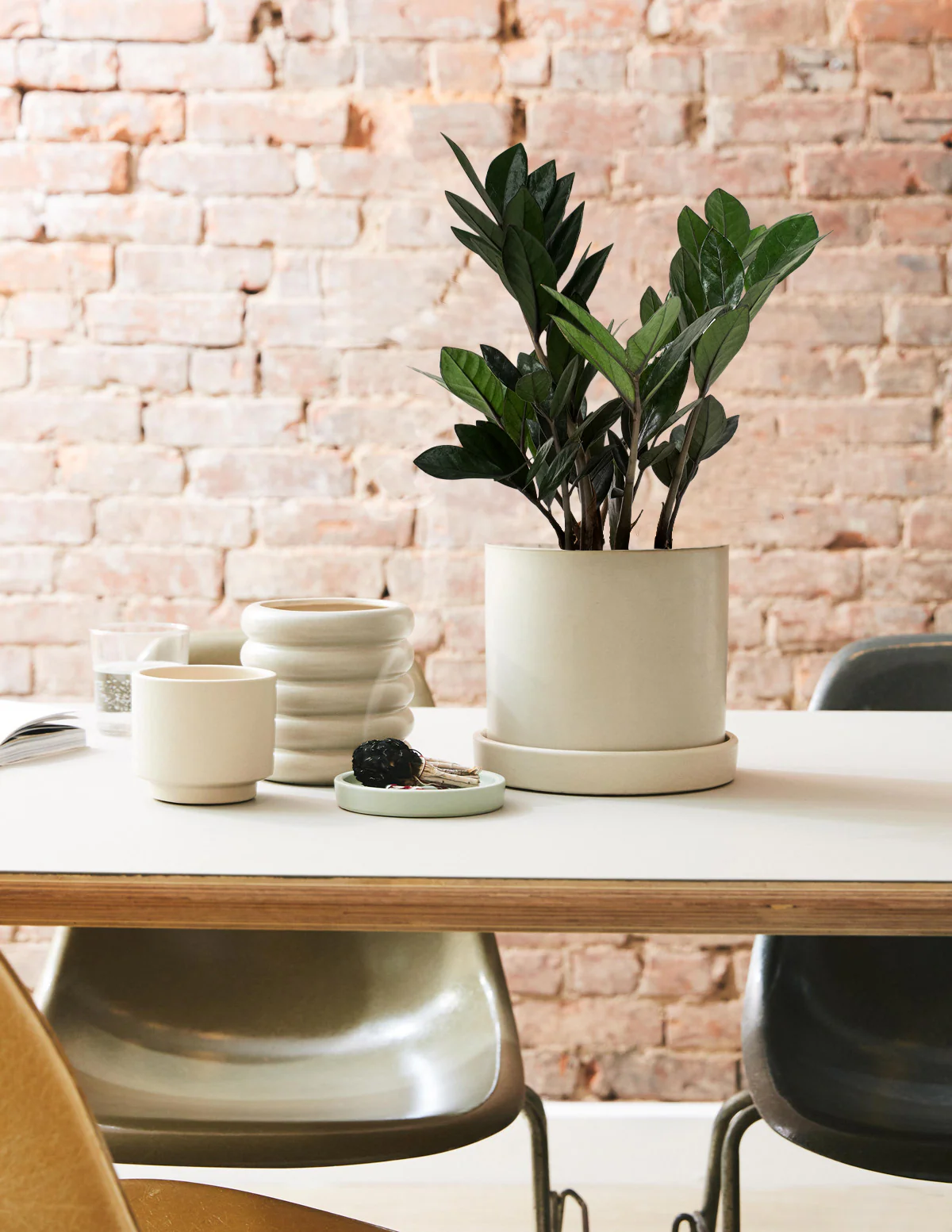Black ZZ Plant - Image 6