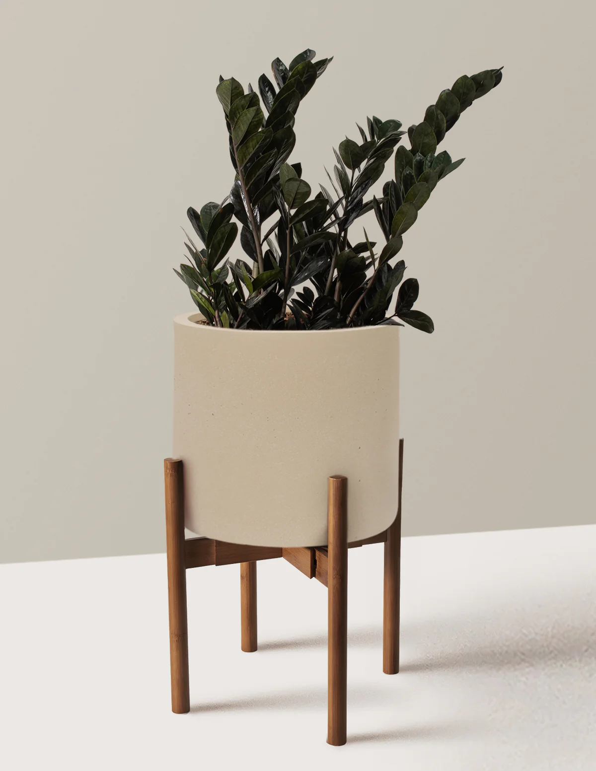 Black ZZ Plant - Image 60