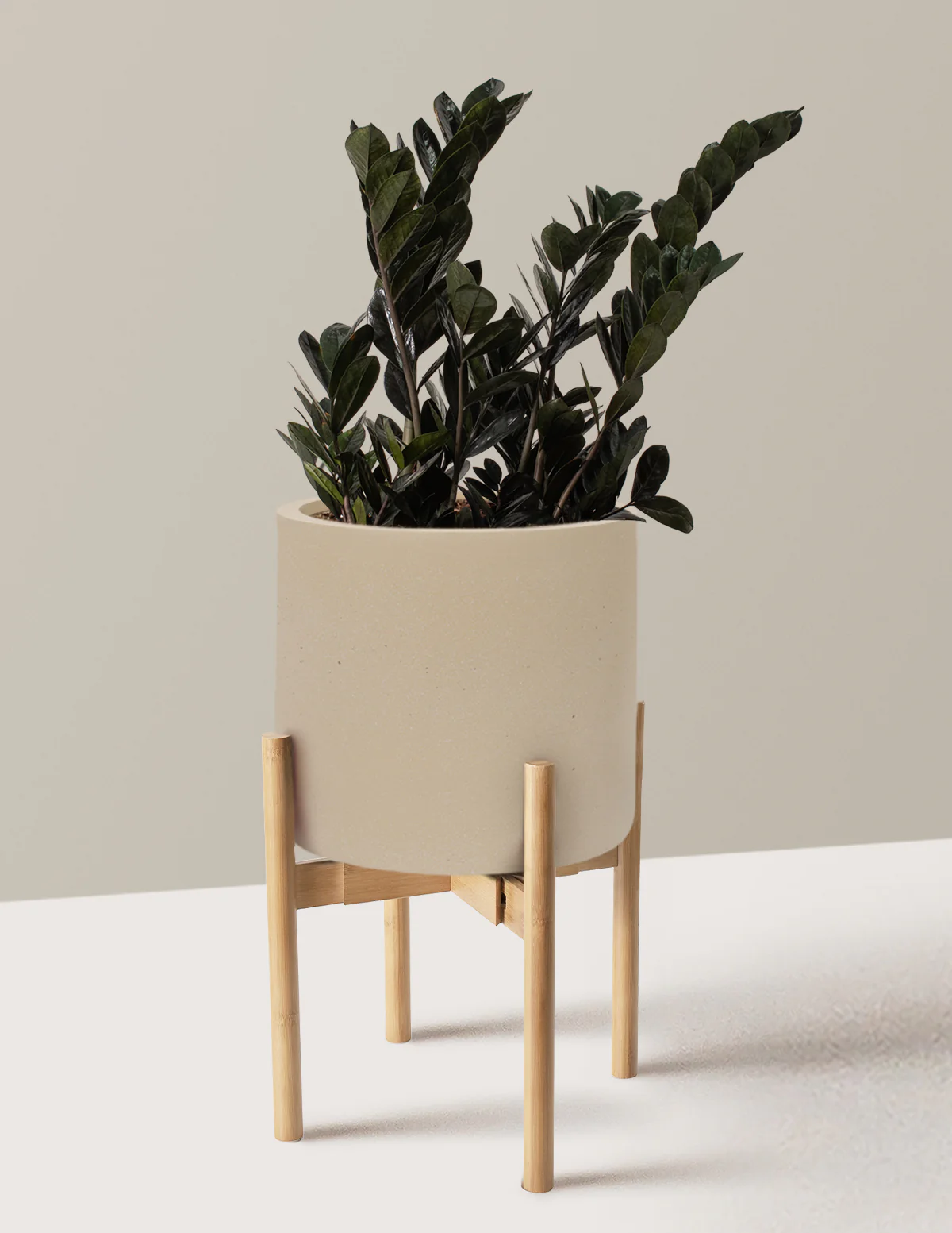 Black ZZ Plant - Image 61