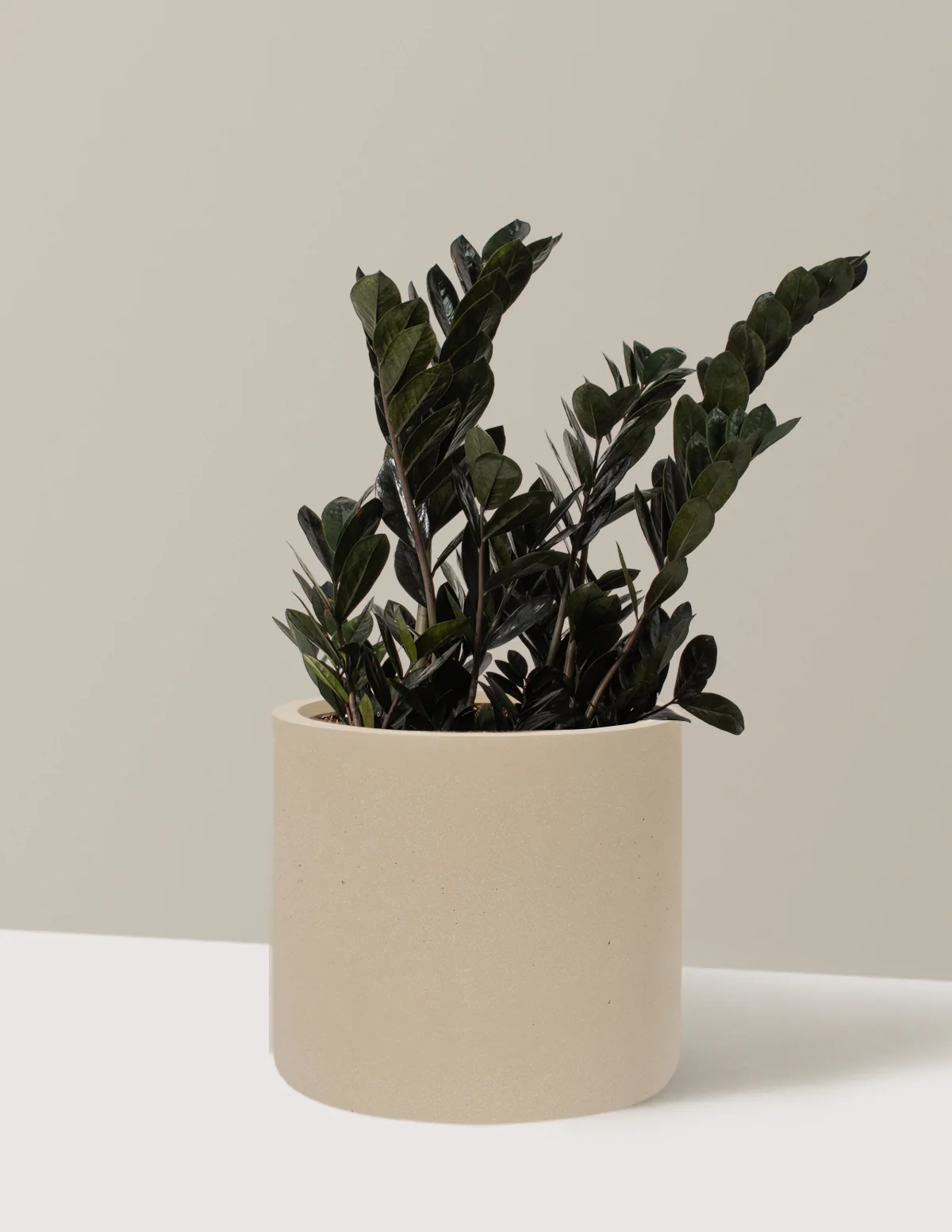 Black ZZ Plant - Image 62