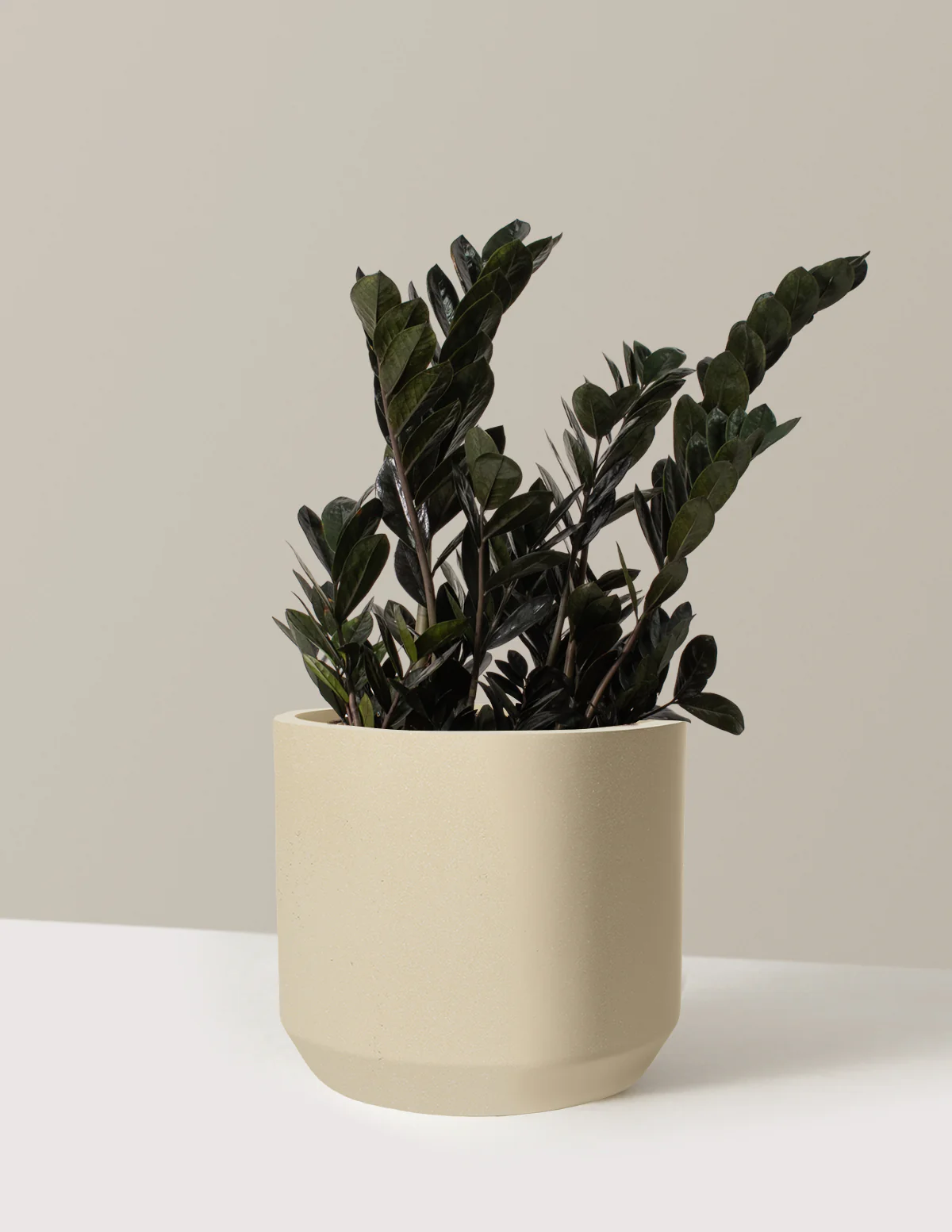 Black ZZ Plant - Image 63