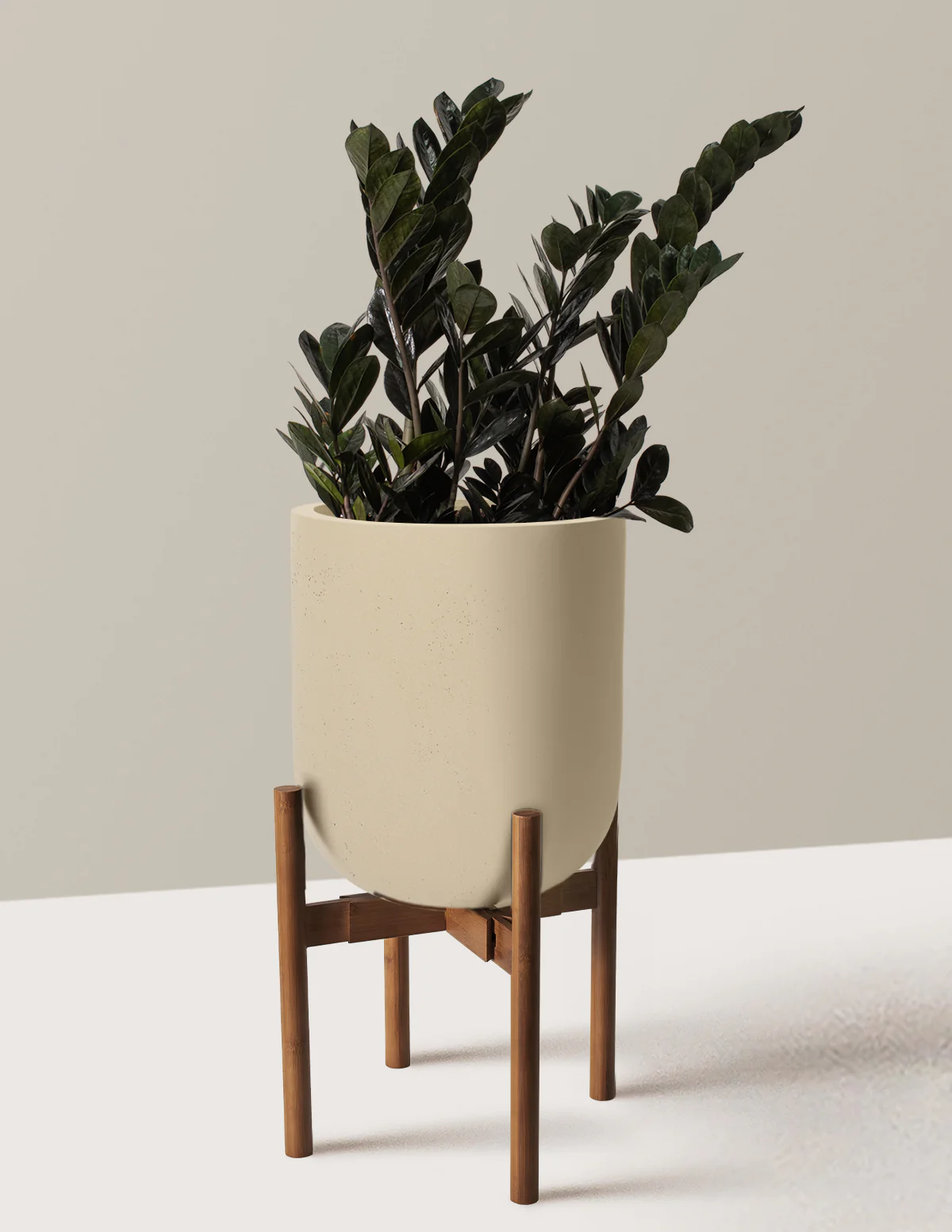 Black ZZ Plant - Image 64