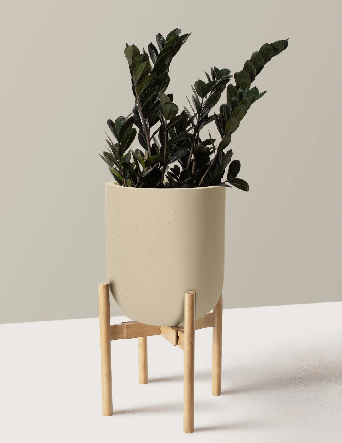 Black ZZ Plant - Image 65