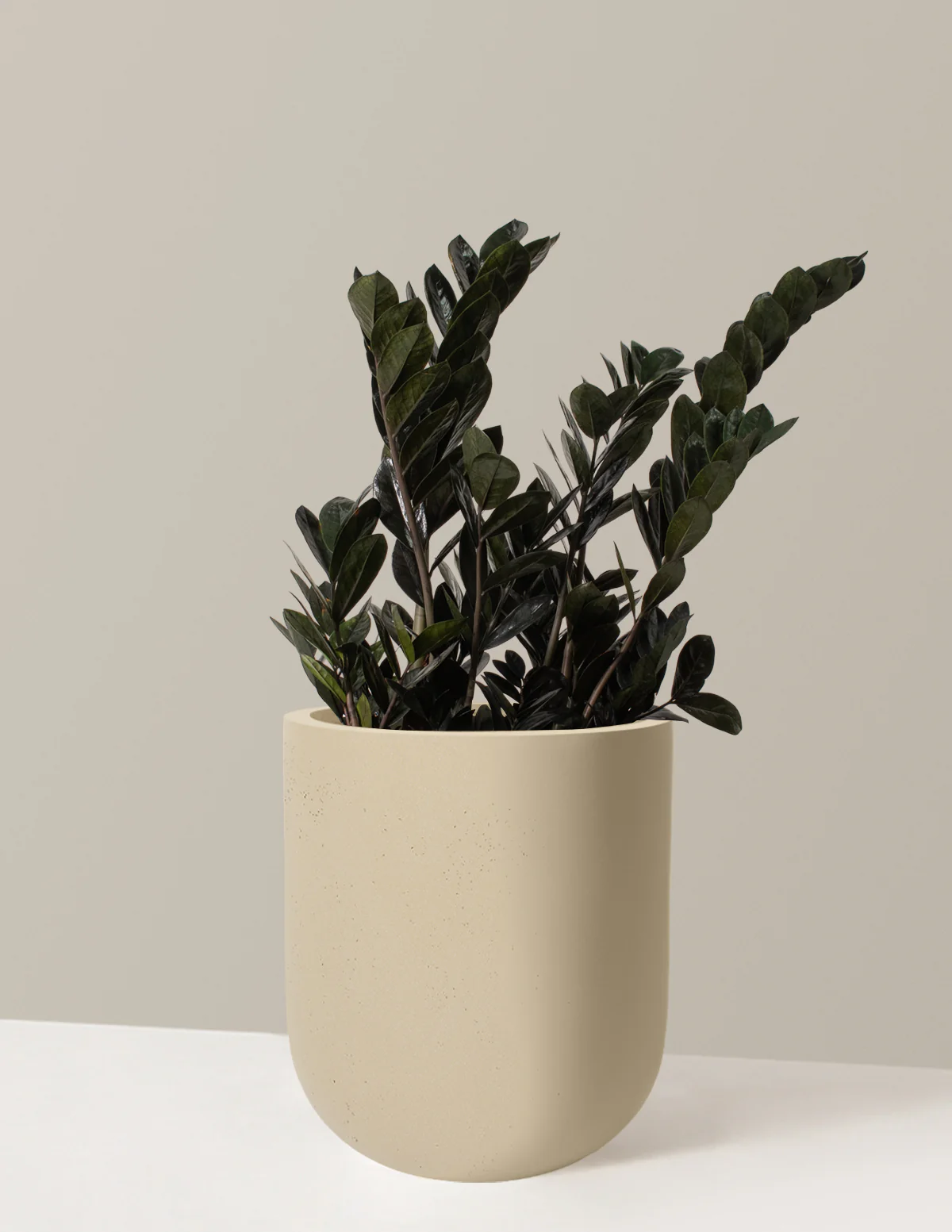 Black ZZ Plant - Image 66
