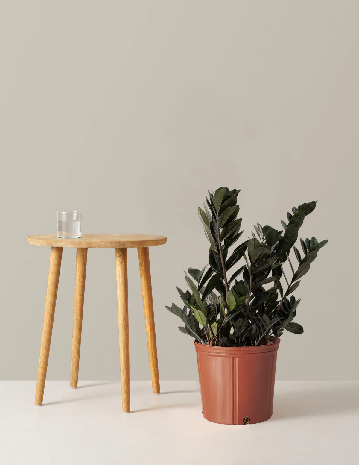 Black ZZ Plant - Image 7