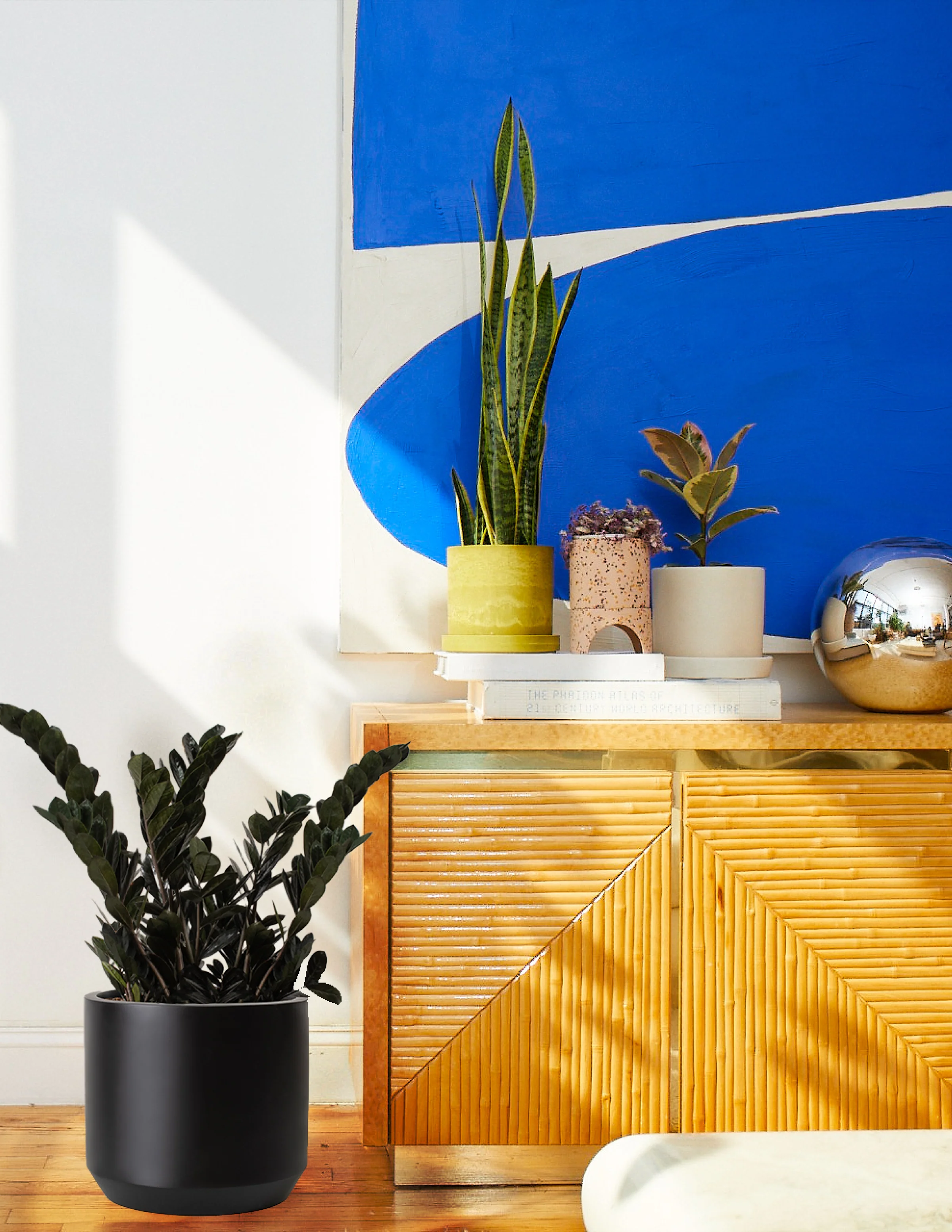 Black ZZ Plant - Image 8