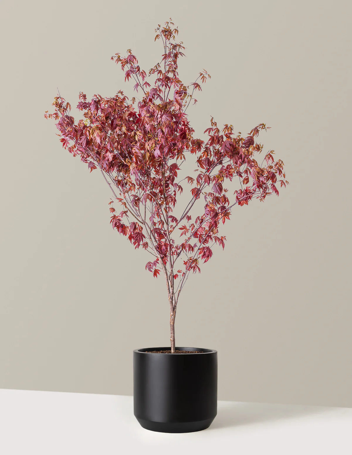 Bloodgood Japanese Maple - Image 10