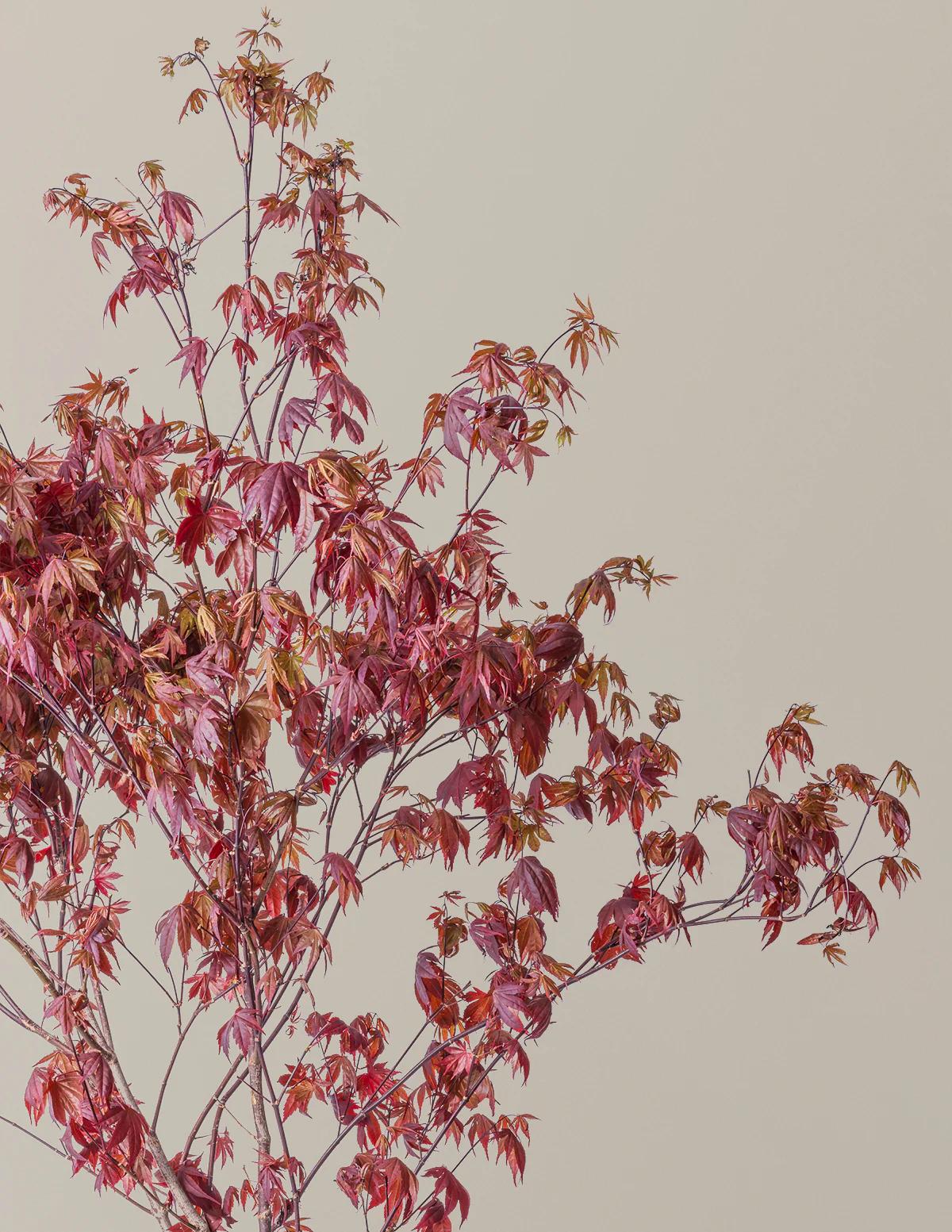 Bloodgood Japanese Maple - Image 11