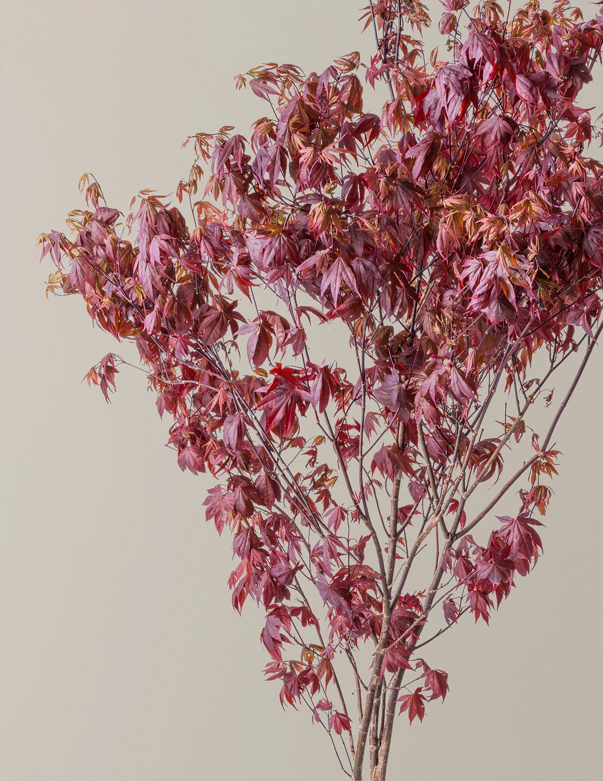 Bloodgood Japanese Maple - Image 12