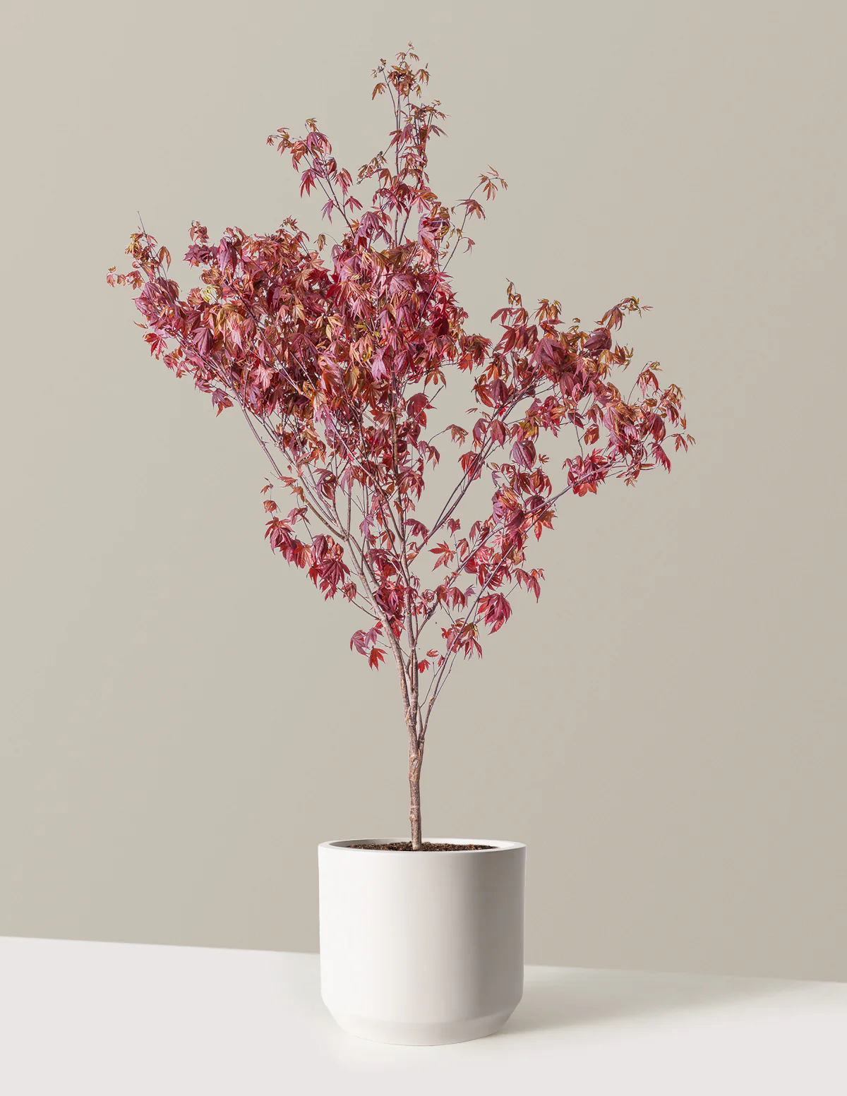 Bloodgood Japanese Maple - Image 13